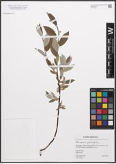 Foto von Salix caprea L. x Salix phylicifolia L.